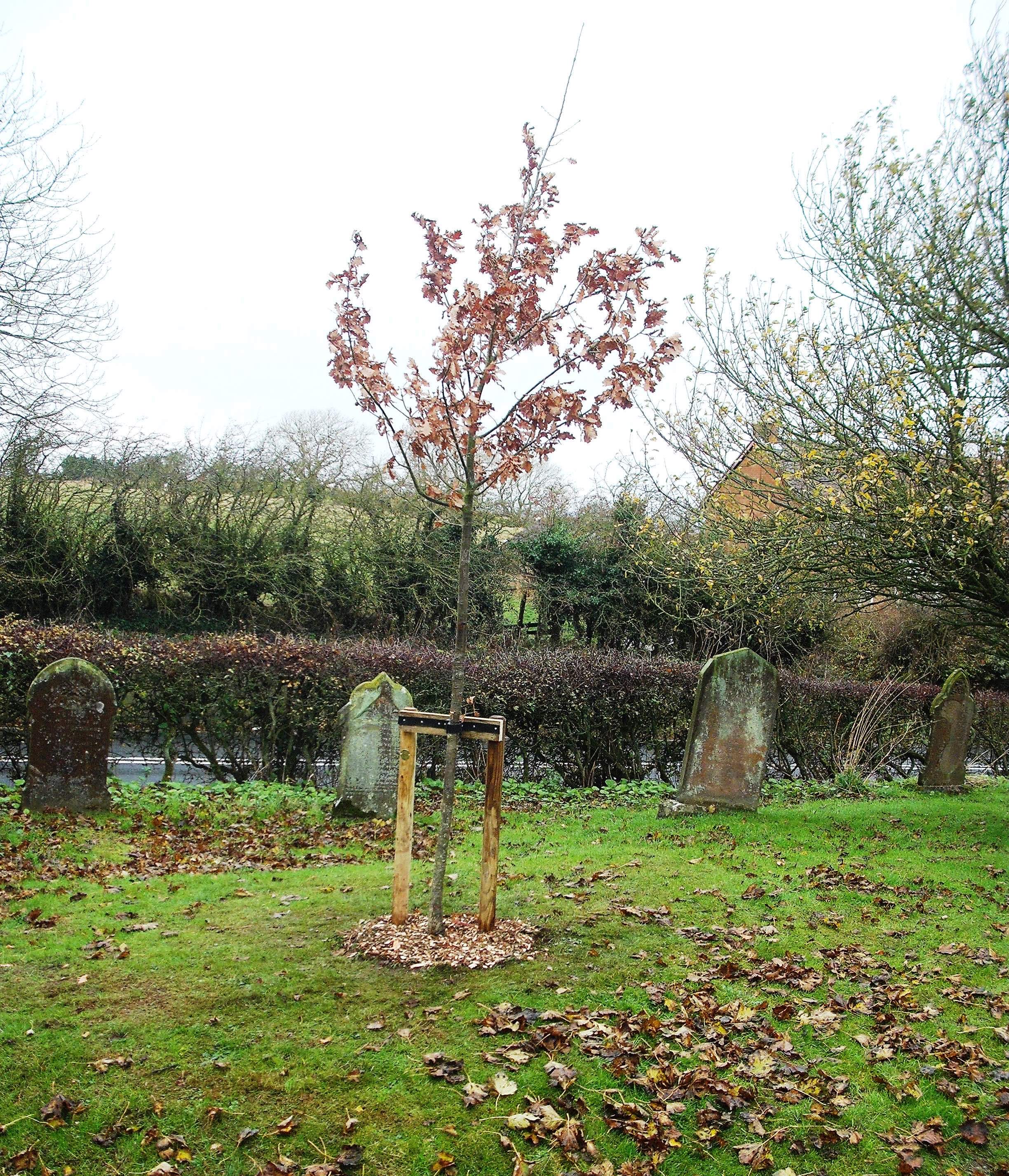 Commemorative Oak Tree